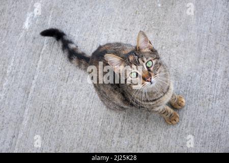 A beautiful cat in the street looking up at the camera Stock Photo