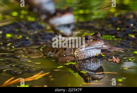 Common frogs spawning in spring March 2022 Cheshire, UK