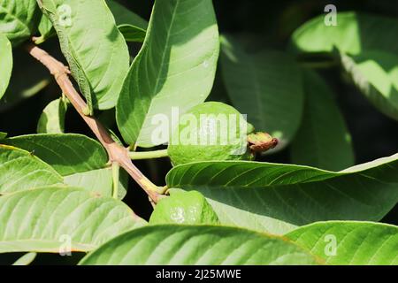 Close-up photo of A raw green guava fruit on the branch of a guava tree Stock Photo