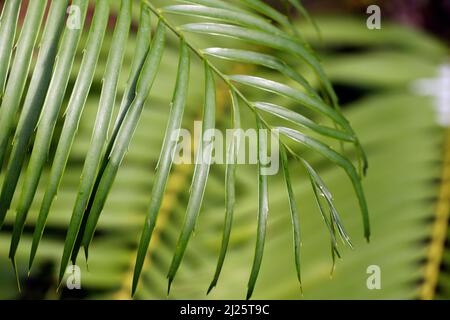 Botanic garden.  Close up of tropical plants in greenhouse. Stock Photo