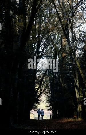 Backview of  woman and man walking in the forest. Stock Photo