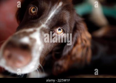 English Springer Spaniel dog. Close-up on head. Stock Photo