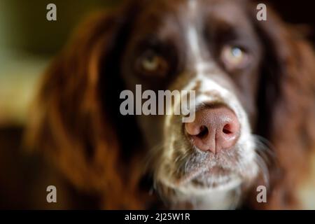 English Springer Spaniel dog. Close-up on head. Stock Photo