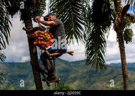 A Colombian farmer, sitting on the climbing scaffold on a peach palm tree top, harvests chontaduro fruits on a farm near El Tambo, Cauca, Colombia. Stock Photo