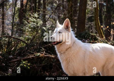 White Swiss Shepherd Dog outdoor portrait in forest. Stock Photo