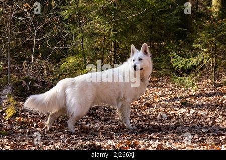 White Swiss Shepherd Dog outdoor portrait in forest. Stock Photo
