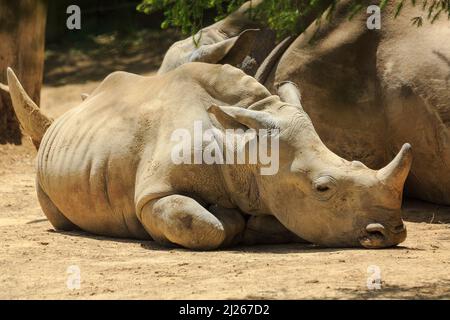 A southern white rhinoceros calf resting next to its mother Stock Photo