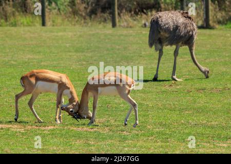 Two young male blackbuck, or Indian antelope (Antilope cervicapra) lock horns Stock Photo