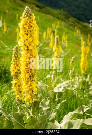 Verbascum Thapsus or Great Mullein flowering on sloppy meadow in natural habitat, Central Balkan UNESCO Biosphere Reserve, Bulgaria, Balkans, Europe Stock Photo