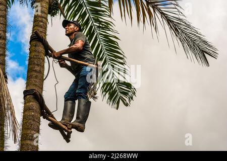 A Colombian farmer climbs a peach palm tree, employing the traditional marota scaffold, on a farm near El Tambo, Cauca, Colombia. Stock Photo