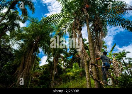 A Colombian farmer climbs a peach palm tree with the marota scaffold to harvest chontaduro fruits on a farm near El Tambo, Cauca, Colombia. Stock Photo