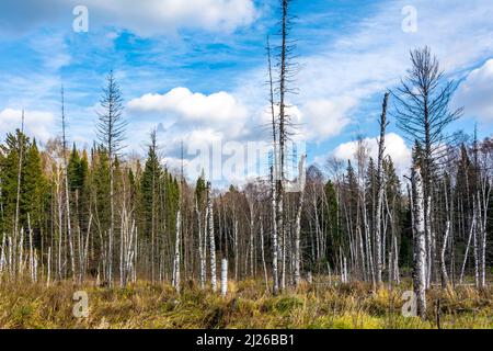 A swamp among the black taiga in the foothills of the Kuznetsky Alatau ridge Stock Photo