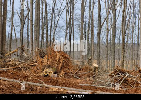 Preparation land logs the forest after clearing a plantation in forest cutting site for new residential development construction with stacks of felled Stock Photo