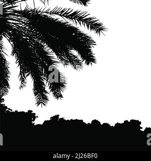 Palm trees vector silhouette. Coconut palm tree with coconuts vector. Beach vector trees. EPS 10 Stock Vector