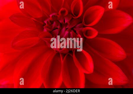closeup view of a blooming red dahlia flowers, petals background, wallpaper abstract, macro taken in shallow depth of field Stock Photo