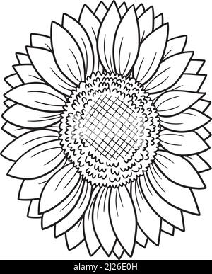 sunflower vector outline coloring page of blooming petal and leaves ...