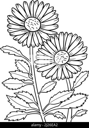 Leucanthemum Daisy Flower Coloring Page for Adults Stock Vector