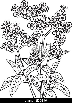 Forget-Me-Nots Flower Coloring Page for Adults Stock Vector