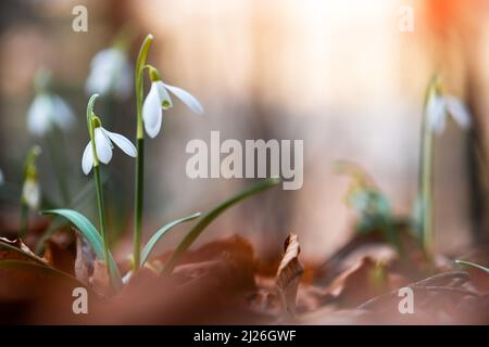 Snowdrop flowers on spring meadow forest closeup. Macro nature photography