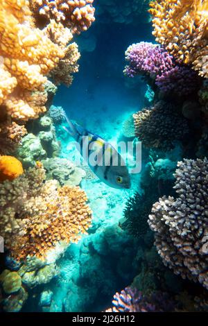 Sergeant Major Fish school (Abudefduf saxatilis or pintano) on a coral reef in the Red Sea, Egypt. Snorkeling scuba and diving background. Underwater shot Stock Photo