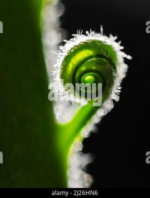 Close-up of a young palm with spirally curved leaves. Creative layout made of new green palm leaf. Make using as natural green plants and ecology backdrop. Nature background Stock Photo