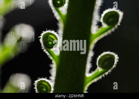 Close-up of a young palm with spirally curved leaves. Creative layout made of new green palm leaf. Make using as natural green plants and ecology backdrop. Nature background Stock Photo