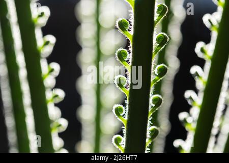Close-up of a young palm with spirally curved leaves. Creative layout made of new green palm leaf. Make using as natural green plants and ecology backdrop. Nature background Stock Photo