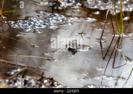 A common frog lies in the water in a pond during mating time at springtime. Natural background with copy space, place for text. Animal photography. Stock Photo