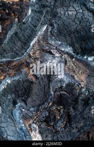 close up of a burnt tree trunk Stock Photo