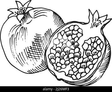 Pomegranate sketch. Whole fruit and half in hand drawn style Stock Vector