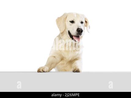 Half-length portrait of happy dog, golden retriever posing isolated on white background. Concept of animal, pets, vet, friendship Stock Photo