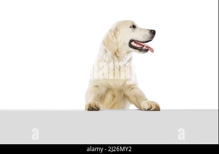 Half-length portrait of happy dog, golden retriever posing isolated on white background. Concept of animal, pets, vet, friendship Stock Photo