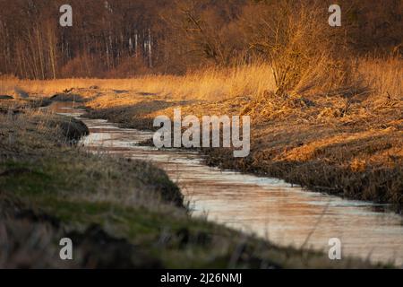 The little river Uherka flowing through the meadows next to the forest, march day, Stankow, Poland Stock Photo