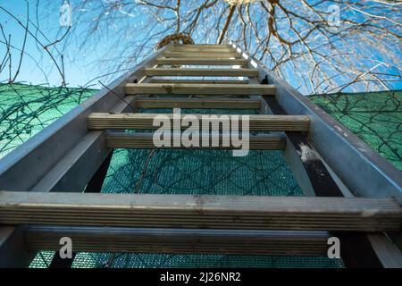 Ladder leaning against the fence, tree branches and the blue sky Stock Photo