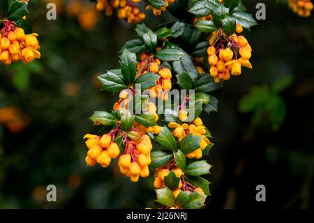 Berberis or barberry bush with orange flowers with green spiked leaves on a spring time Stock Photo