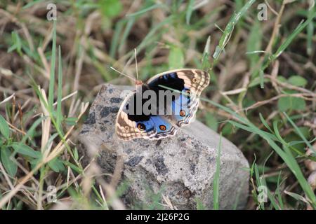 A blue Ombre butterfly sitting on a stone Stock Photo