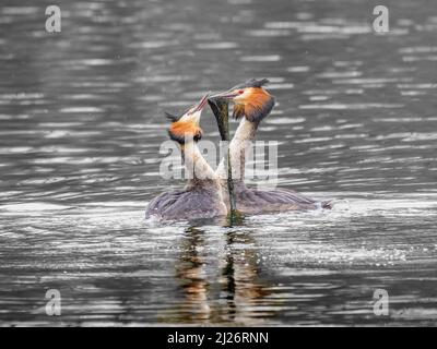 The great crested grebe (Podiceps Cristatus) courtship dance. Spring time courting dance / display
