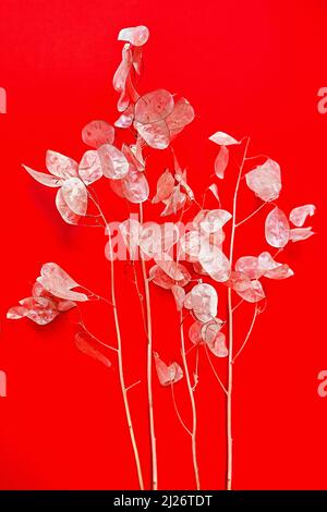 Bouquet of lunaria flower, many transparent discs on red background, closeup. Stock Photo