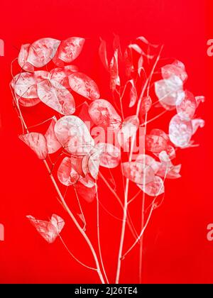 Posy of dried lunaria flower discs on red background, closeup. Multiple exposure. Stock Photo