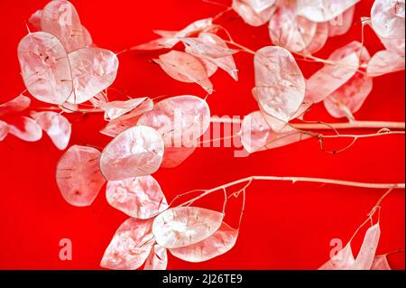 Lunaria annua flower, (called honesty or annual honesty) many dried transparent silver disc on stem on red background,closeup. Stock Photo