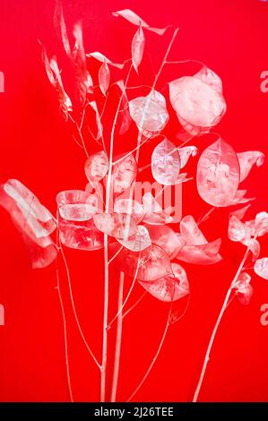 Twig of dried lunaria flower discs on red background, closeup. Multiple exposure. Stock Photo