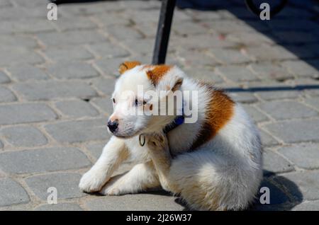 Little cute white dog with red spots basking in sun. Pets. Stock Photo