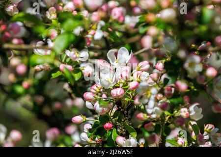 Cherry branch blooming in the spring Stock Photo