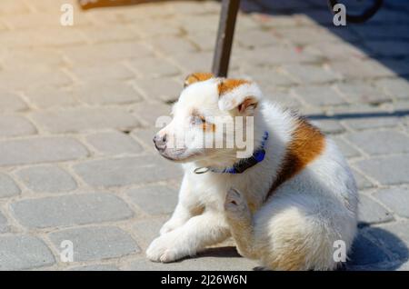 Little cute white dog with red spots basking in sun. Dog looks intently. Pets. Stock Photo