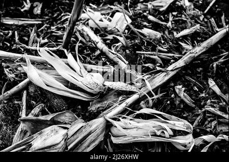 Corn field after harvest with strewn stover over disced soil. Stock Photo