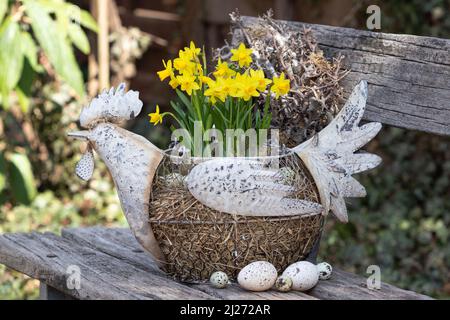 easter decoration with easter chicken and narcissus flowers in garden Stock Photo