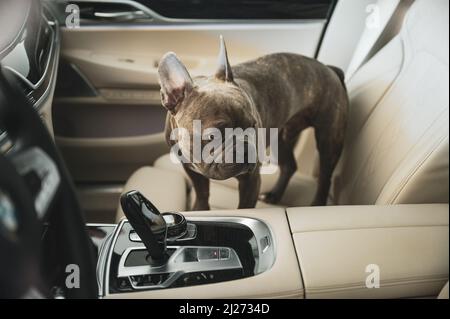 Sad looking dog left in hot car in parking lot - don‘t leave animals alone in hot cars Stock Photo