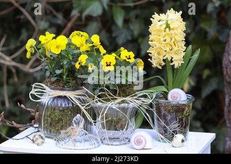 yellow viola flowers and hyacinth in glass vases in garden as spring floral decoration Stock Photo