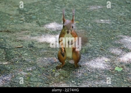 A squirrel with red and white fur sits in the park on a sunny spring day Stock Photo