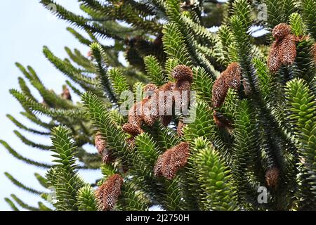 Monkey Puzzle tree, Araucaria araucana, cones at the end of the branches